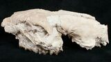 Partial Oreodont (Merycoidodon) Skull - Nebraska #10749-5